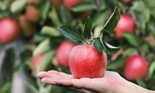 苹果热饮-【苹果热饮】苹果热饮 - 苹果热吃法网
