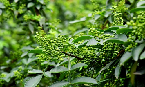 苹果热饮的做法-【苹果热饮】苹果热饮 - 苹果热吃法网